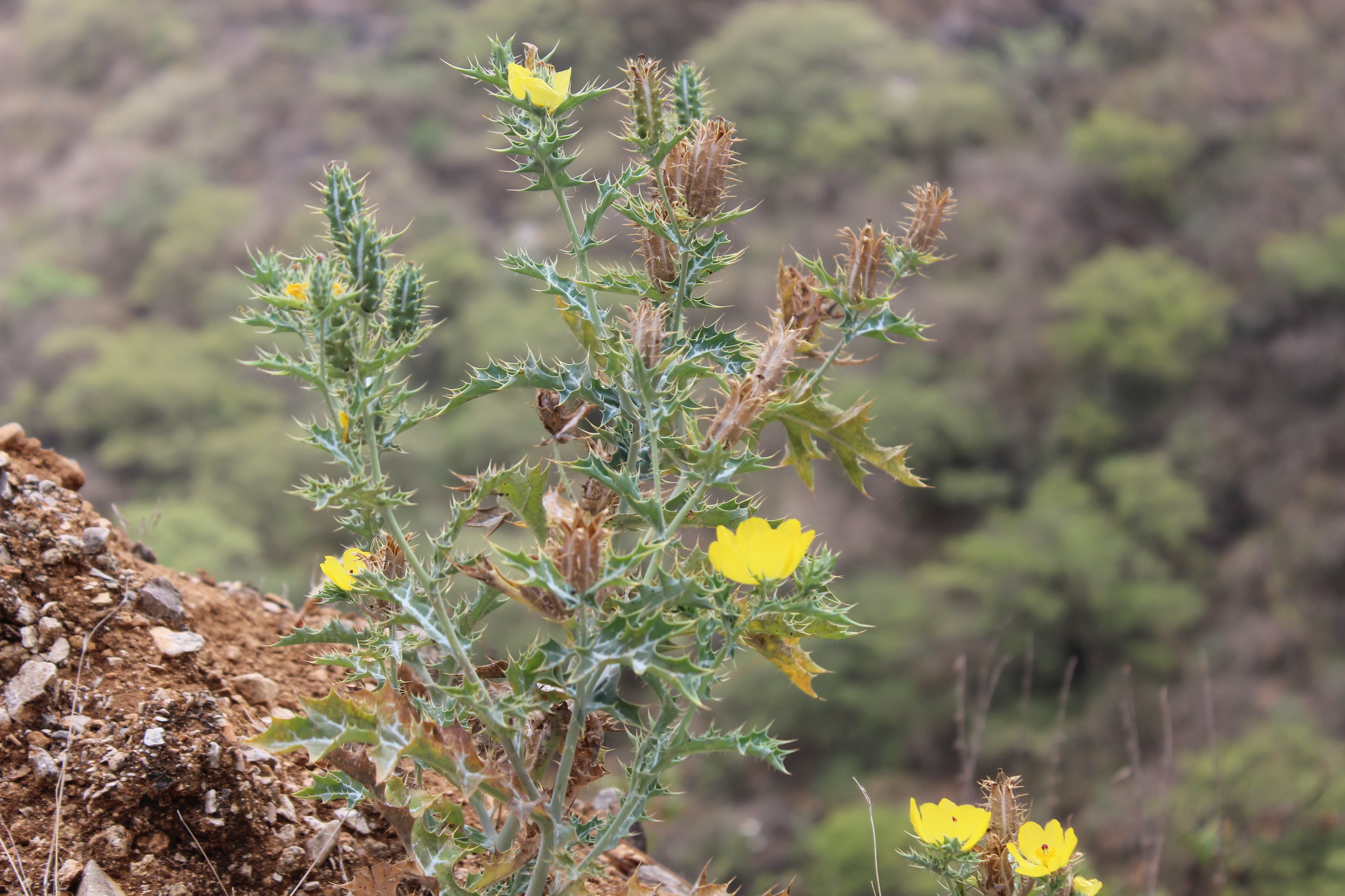 Plant Image